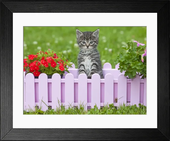 Framed Print : Cat - kitten playing in plant pot holder - on lawn - Lower Saxony - Germany Framed Print : Cat - kitten playing in plant pot holder - on lawn - Lower Saxony - Germany