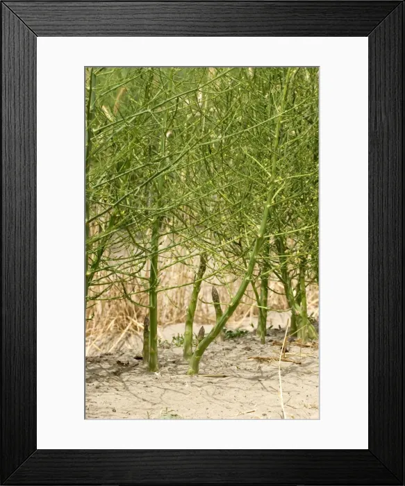 Framed Print : Asparagus - cultivated - Camargue - France Framed Print : Asparagus - cultivated - Camargue - France