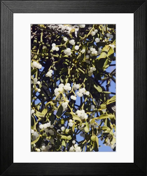 Framed Print : Mistletoe - in tree - Vaucluse - France Framed Print : Mistletoe - in tree - Vaucluse - France
