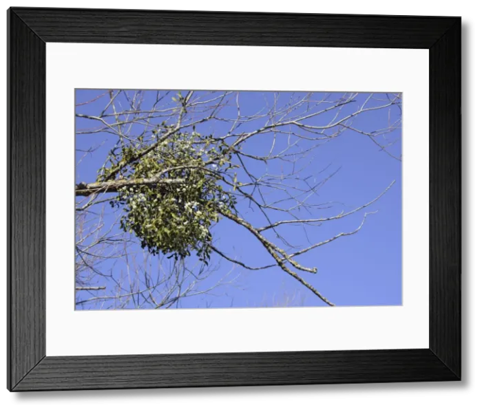 Framed Print : Mistletoe - in tree - Vaucluse - France Framed Print : Mistletoe - in tree - Vaucluse - France