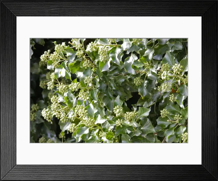 Framed Print : Ivy - fruit & leaves - autumn - Vaucluse Beaumes de Venise - Provence - France Framed Print : Ivy - fruit & leaves - autumn - Vaucluse Beaumes de Venise - Provence - France