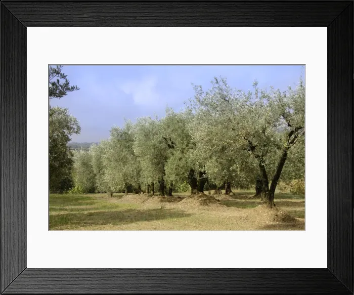 Framed Print : Groves - autumn - Vaucluse - Beaumes de Venise - Provence - France Framed Print : Groves - autumn - Vaucluse - Beaumes de Venise - Provence - France