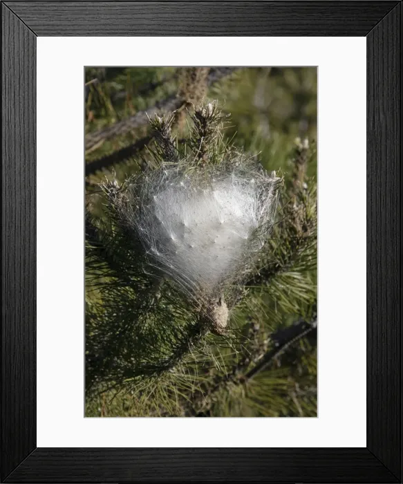 Framed Print : Processional Pine Caterpillars - wintering nest on Pine Tree - Sault Vaucluse - France Framed Print : Processional Pine Caterpillars - wintering nest on Pine Tree - Sault Vaucluse - France