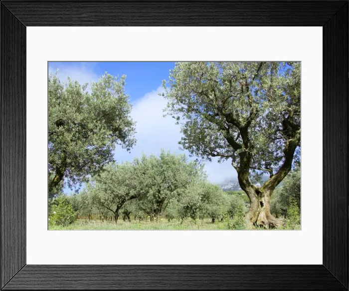Framed Print : Groves - autumn - Vaucluse - Beaumes de Venise - Provence - France Framed Print : Groves - autumn - Vaucluse - Beaumes de Venise - Provence - France