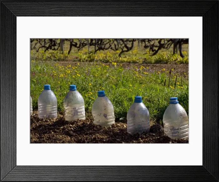 Framed Print : Plastic bottle recycling as mini-greenhouses Framed Print : Plastic bottle recycling as mini-greenhouses