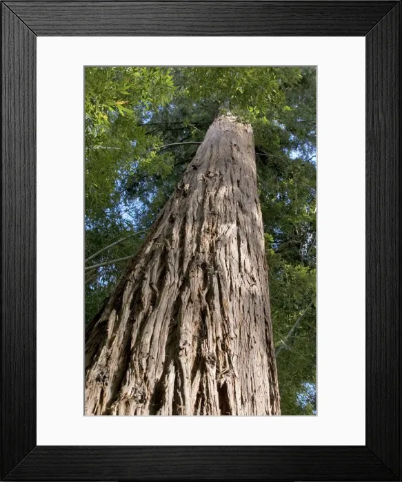 Framed Print : Sequoia Tree - looking up at trunk - 130 years old - Bambouseraie - d'Anduze Gard - France