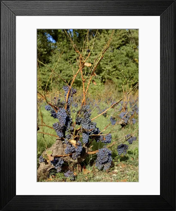 Framed Print : Red Grapes - not harvested - 1984 wine crisis - Vaucluse - France Framed Print : Red Grapes - not harvested - 1984 wine crisis - Vaucluse - France