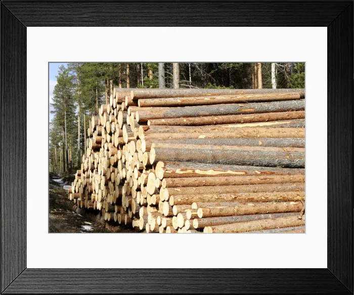 Framed Print : Finland - forest with pile of cut tree trunks Framed Print : Finland - forest with pile of cut tree trunks