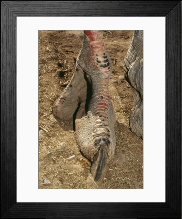 Framed Print : Ostrich Foot WAT 1549 © M. Watson / ardea. com Framed Print : Ostrich Foot WAT 1549 © M. Watson / ardea. com