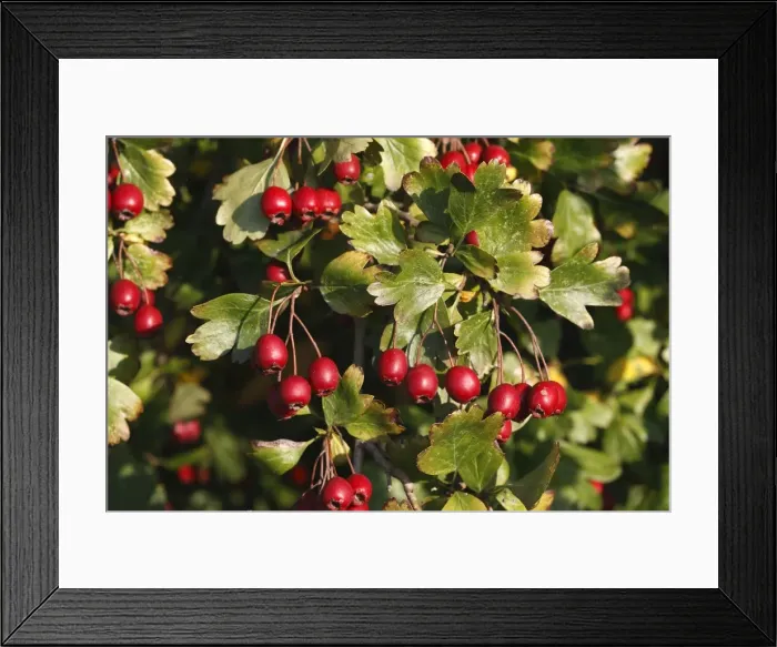 Framed Print : Common Hawthorn - with fruit Framed Print : Common Hawthorn - with fruit