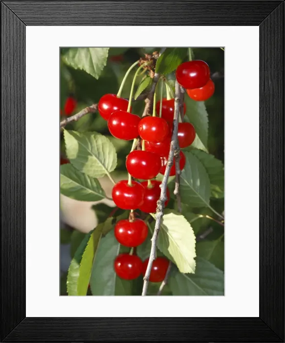 Framed Print : Sour Cherry (Prunus cerasus) or Wild Cherry (Prunus avium). France Framed Print : Sour Cherry (Prunus cerasus) or Wild Cherry (Prunus avium). France