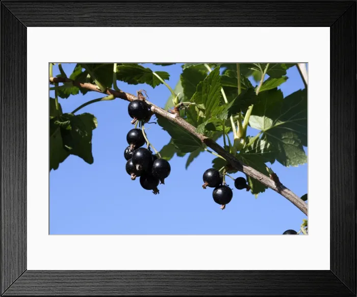 Framed Print : Blackcurrants - fruit on branch Framed Print : Blackcurrants - fruit on branch