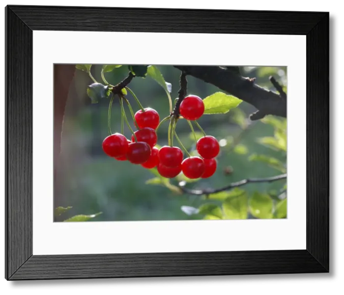 Framed Print : Sour Cherry (Prunus cerasus) or Wild Cherry (Prunus avium). France Framed Print : Sour Cherry (Prunus cerasus) or Wild Cherry (Prunus avium). France
