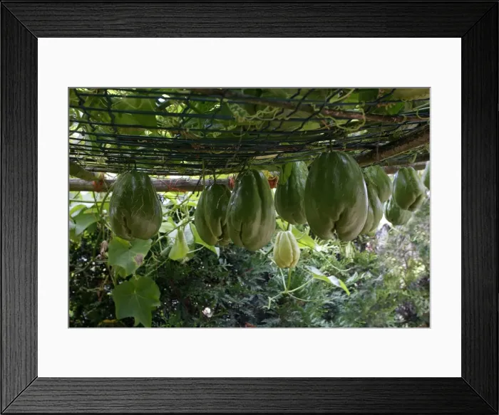 Framed Print : Christophine / Chow chow / Pear squash - tropical edible plant. Alsace - France Framed Print : Christophine / Chow chow / Pear squash - tropical edible plant. Alsace - France