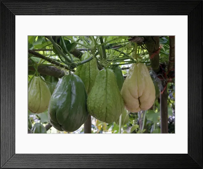 Framed Print : Christophine / Chow chow / Pear squash - tropical edible plant. Alsace - France Framed Print : Christophine / Chow chow / Pear squash - tropical edible plant. Alsace - France