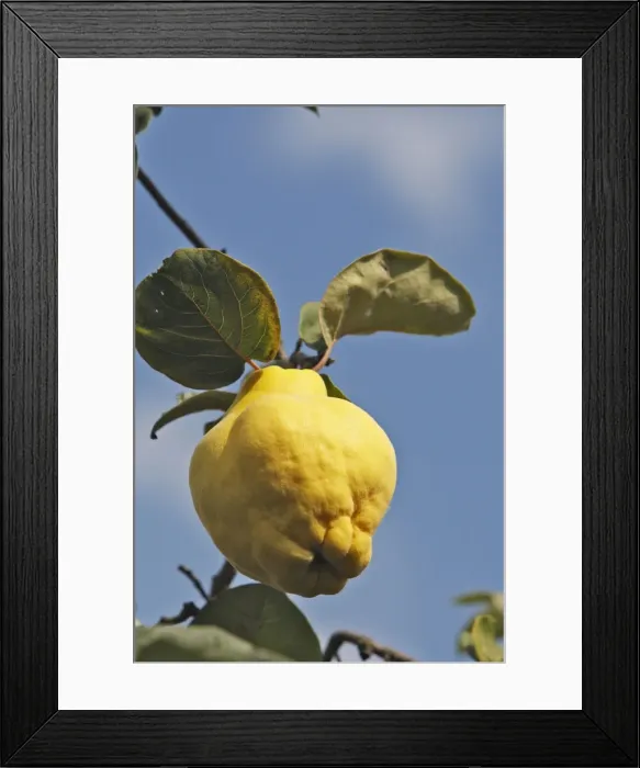 Framed Print : Quince Fruit - edible Framed Print : Quince Fruit - edible