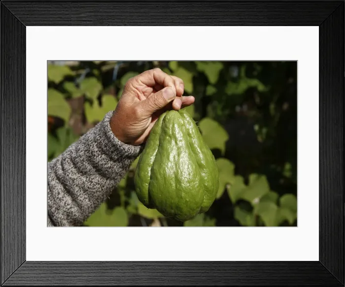 Framed Print : Christophine / Chow chow / Pear squash - tropical edible plant - 1. 5kg. Alsace - France Framed Print : Christophine / Chow chow / Pear squash - tropical edible plant - 1. 5kg. Alsace - France