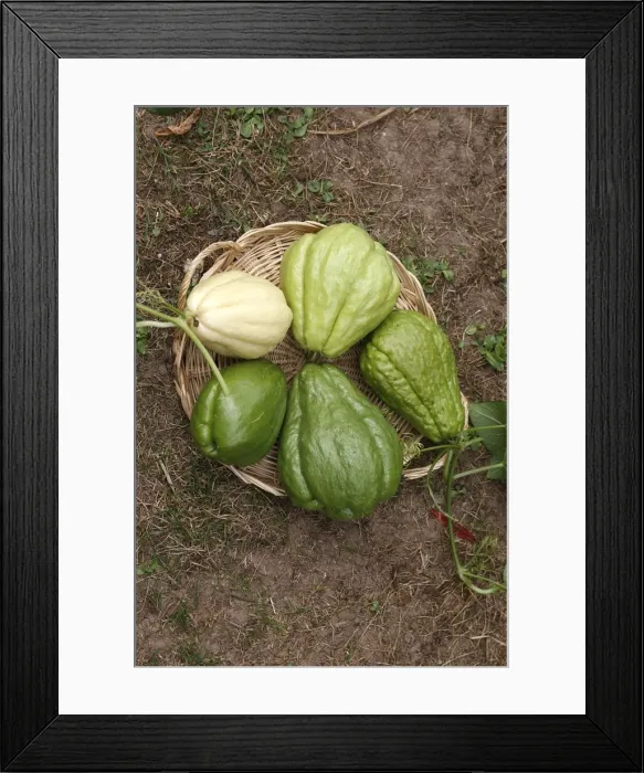 Framed Print : Christophine / Chow chow / Pear squash - tropical edible plant - different varities. Alsace - France Framed Print : Christophine / Chow chow / Pear squash - tropical edible plant - different varities. Alsace - France