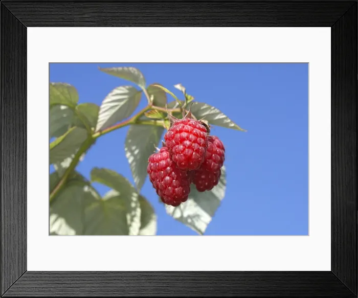 Framed Print : Raspberry - fruit on plant Framed Print : Raspberry - fruit on plant