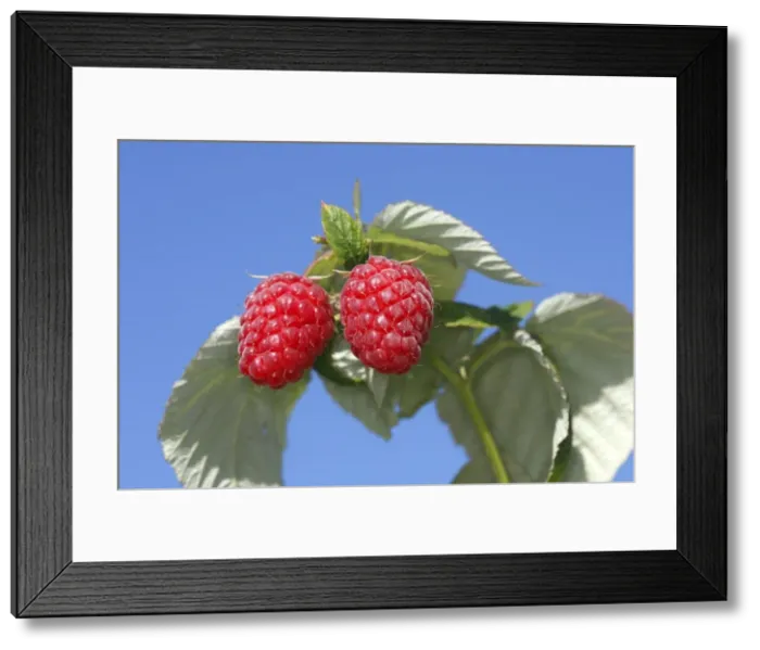 Framed Print : Raspberry - fruit on plant Framed Print : Raspberry - fruit on plant