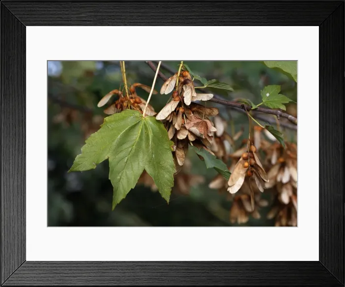 Framed Print : Sycamore Tree - leaf & fruits / seeds Framed Print : Sycamore Tree - leaf & fruits / seeds