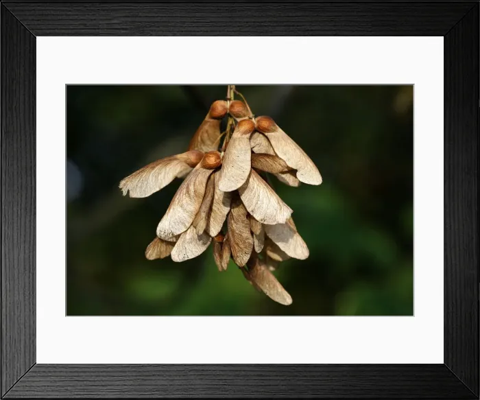 Framed Print : Sycamore Tree - fruits / seeds. Alsace - France Framed Print : Sycamore Tree - fruits / seeds. Alsace - France