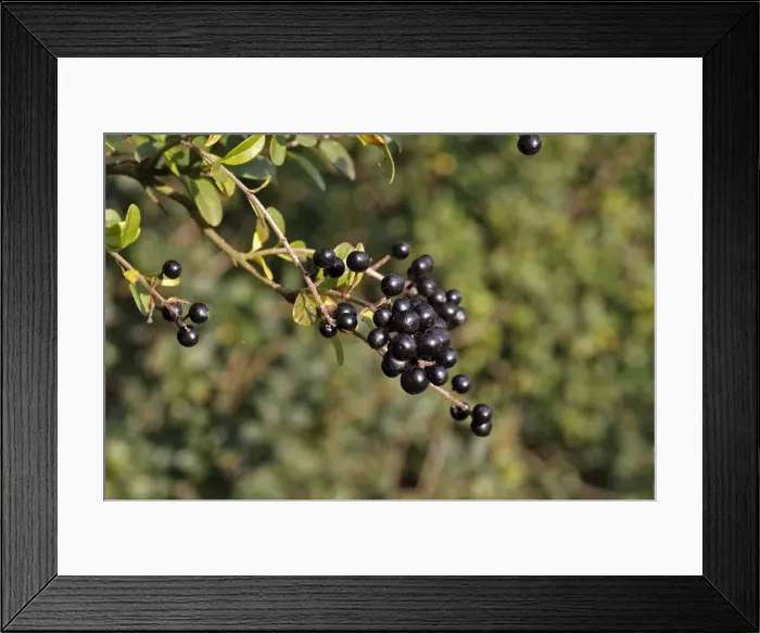 Framed Print : Wild / Common / European Privet - fruit. Alsace - France Framed Print : Wild / Common / European Privet - fruit. Alsace - France