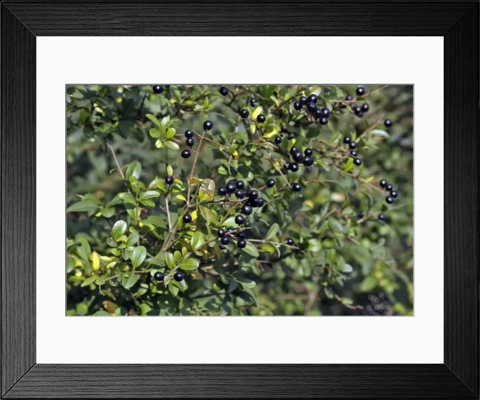 Framed Print : Wild / Common / European Privet - fruit. Alsace - France Framed Print : Wild / Common / European Privet - fruit. Alsace - France