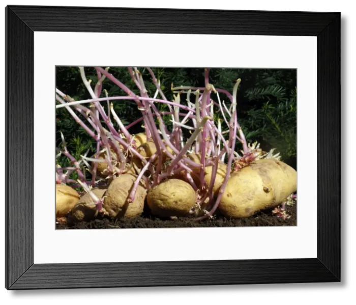Framed Print : Potatos - sprouting / seed potatos - chitting'. Alsace - France Framed Print : Potatos - sprouting / seed potatos - chitting'. Alsace - France