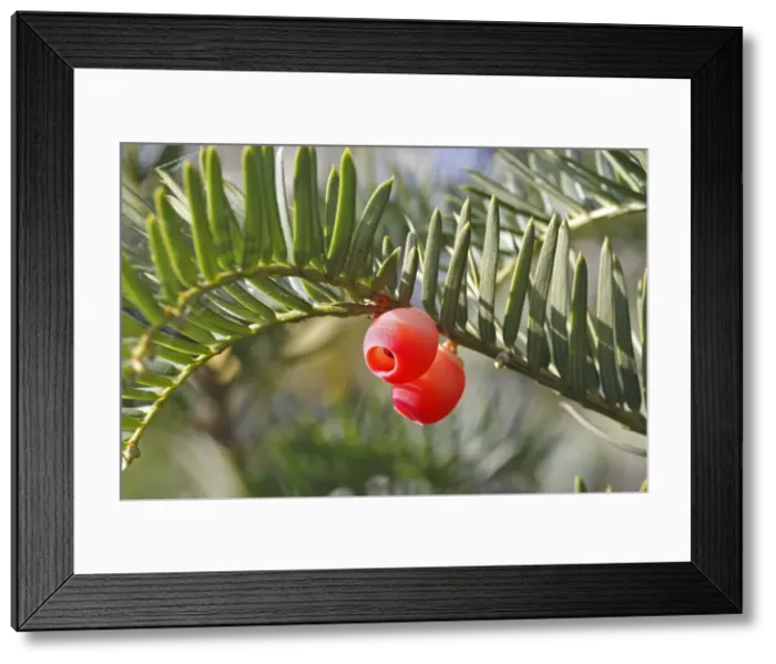 Framed Print : Yew tree - with fruit Framed Print : Yew tree - with fruit