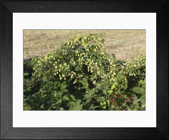Framed Print : Common Hop - in hedgerow with blackberries. Alsace - France Framed Print : Common Hop - in hedgerow with blackberries. Alsace - France