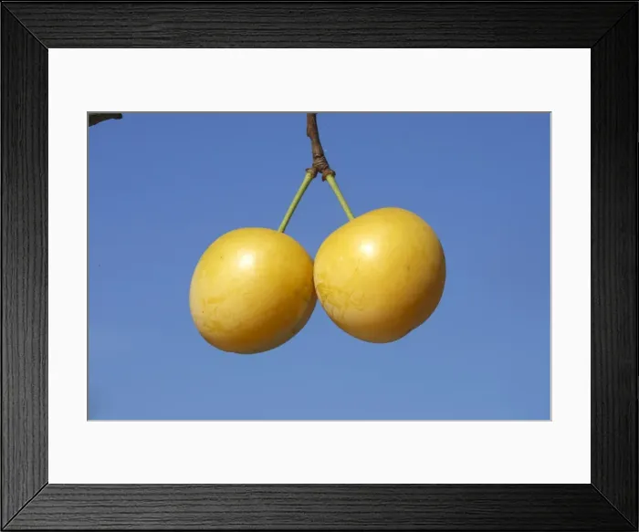 Framed Print : Mirabelle Plum. Prunus x domestica Framed Print : Mirabelle Plum. Prunus x domestica