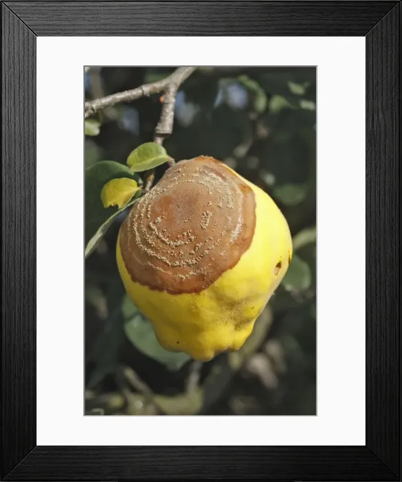 Framed Print : Quince - with rot - either Monillia fructigena or Monilia linhartiana Framed Print : Quince - with rot - either Monillia fructigena or Monilia linhartiana