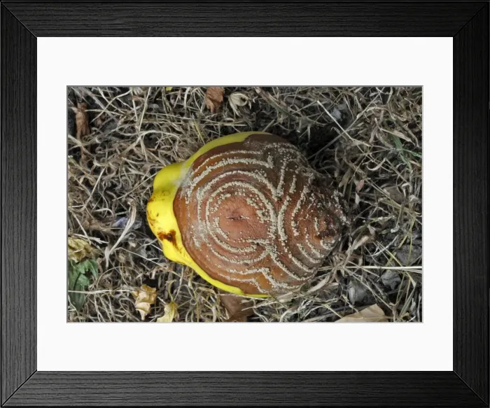 Framed Print : Quince - with rot - either Monillia fructigena or Monilia linhartiana Framed Print : Quince - with rot - either Monillia fructigena or Monilia linhartiana