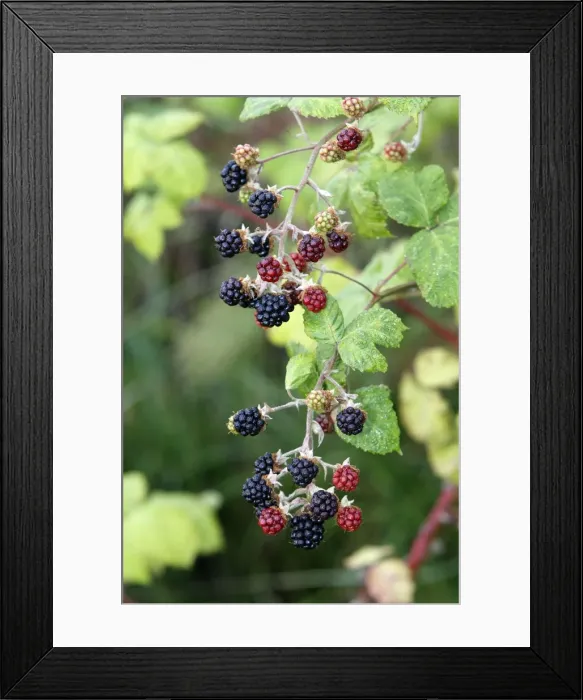 Framed Print : Blackberry - fruit on bush - edible Framed Print : Blackberry - fruit on bush - edible