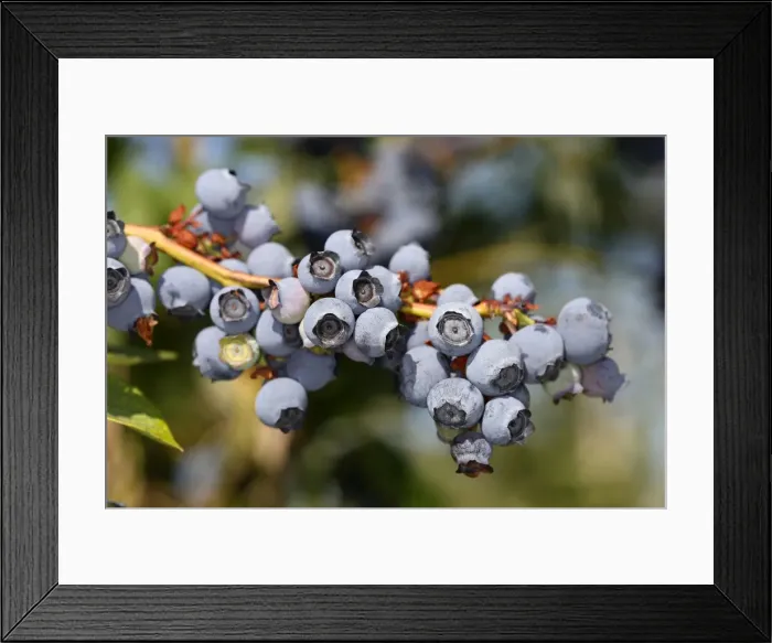 Framed Print : Blueberry - fruit - cultivated. France Vaccinium x corymbosum Framed Print : Blueberry - fruit - cultivated. France Vaccinium x corymbosum