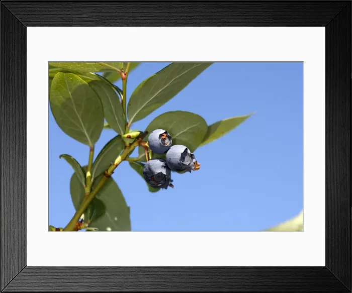 Framed Print : Blueberry - fruit - cultivated. France. Vaccinium x corymbosum Framed Print : Blueberry - fruit - cultivated. France. Vaccinium x corymbosum