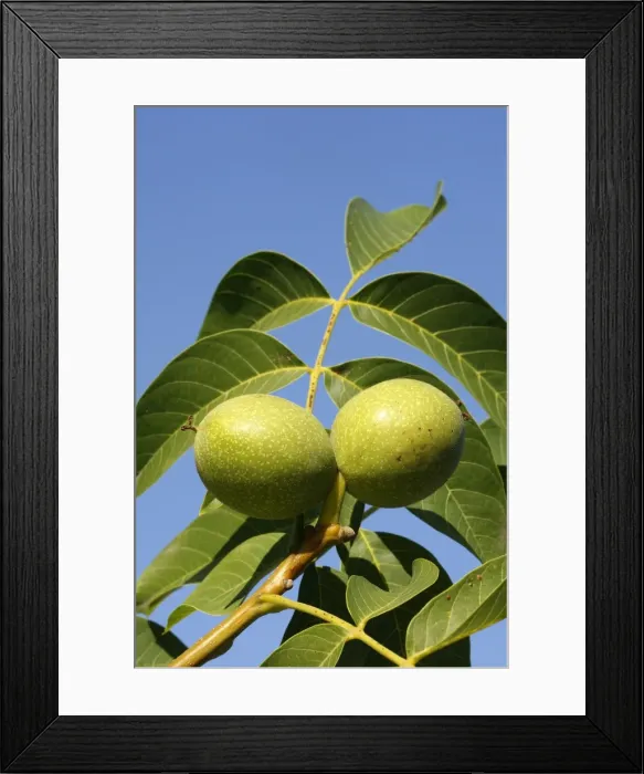 Framed Print : Common walnut / English walnut Framed Print : Common walnut / English walnut