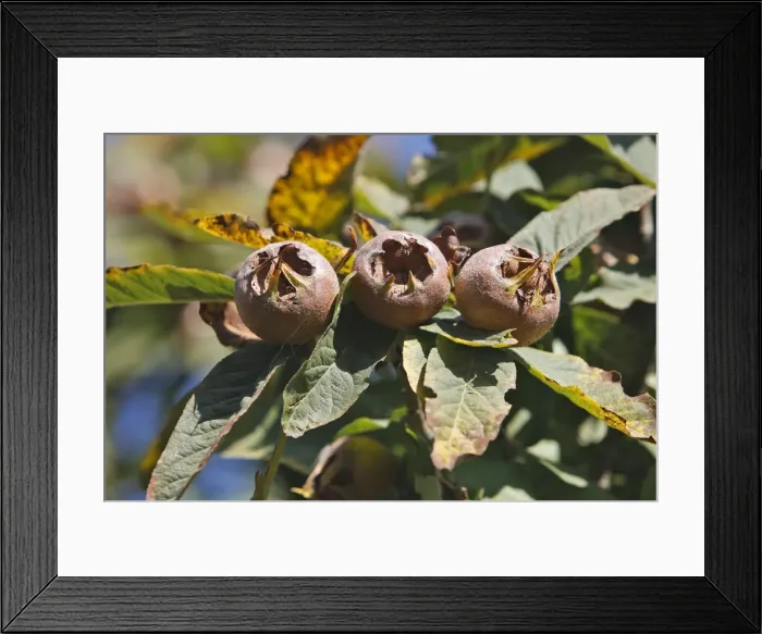 Framed Print : Common Medlar Framed Print : Common Medlar