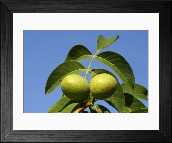 Framed Print : Common walnut / English walnut Framed Print : Common walnut / English walnut