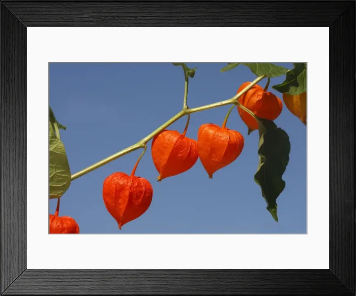 Framed Print : Bladder cherry / Chinese lantern / Japanese lantern / Winter cherry - in fruit. France Framed Print : Bladder cherry / Chinese lantern / Japanese lantern / Winter cherry - in fruit. France