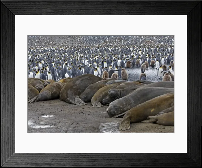 Framed Print : Southern Elephant Seal - Saint Andrew - South Georgia Framed Print : Southern Elephant Seal - Saint Andrew - South Georgia
