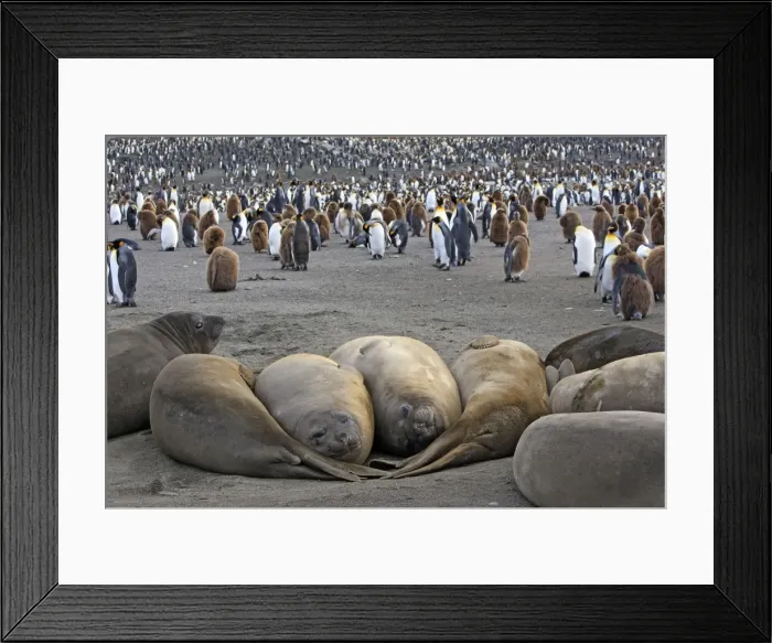 Framed Print : Southern Elephant Seal - Penguin colony in the background - Saint Andrew - South Georgia Framed Print : Southern Elephant Seal - Penguin colony in the background - Saint Andrew - South Georgia