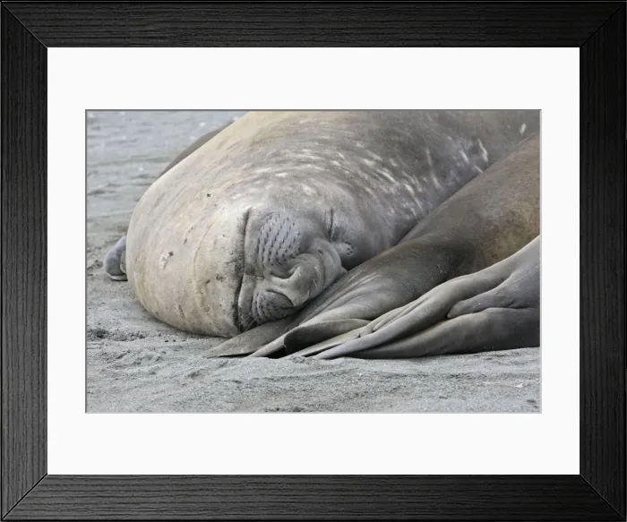 Framed Print : Southern Elephant Seal - Saint Andrew - South Georgia Framed Print : Southern Elephant Seal - Saint Andrew - South Georgia
