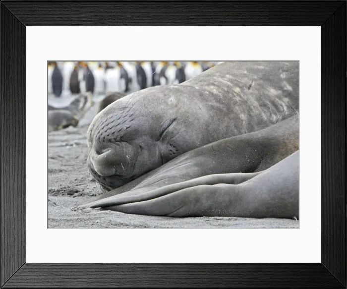 Framed Print : Southern Elephant Seal - Saint Andrew - South Georgia Framed Print : Southern Elephant Seal - Saint Andrew - South Georgia