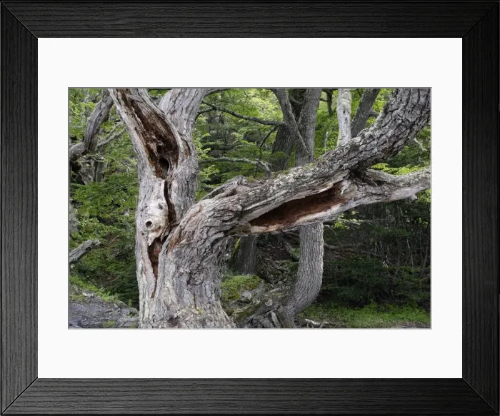 Framed Print : Magellan's Beech Tree - Tierra del Fuego National Park - Argentina Framed Print : Magellan's Beech Tree - Tierra del Fuego National Park - Argentina
