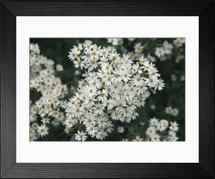 Framed Print : Chiliotrichum diffusum - Tierra del Fuego National Park - Argentina Framed Print : Chiliotrichum diffusum - Tierra del Fuego National Park - Argentina