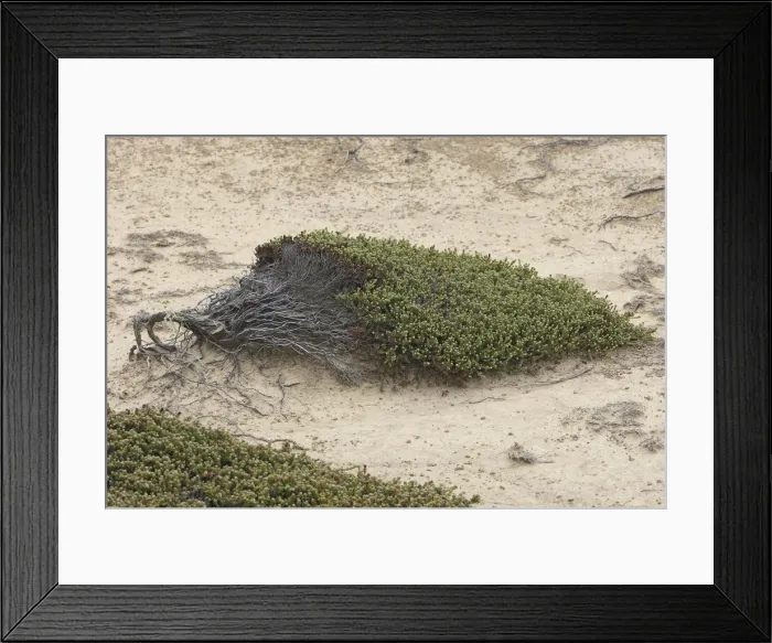 Framed Print : Coastal Nassauvia - New Island - Falkland (Malvinas) Islands Framed Print : Coastal Nassauvia - New Island - Falkland (Malvinas) Islands