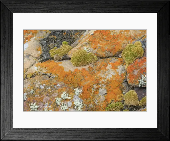 Framed Print : Lichen - New Island - Falkland (Malvinas) Islands Framed Print : Lichen - New Island - Falkland (Malvinas) Islands