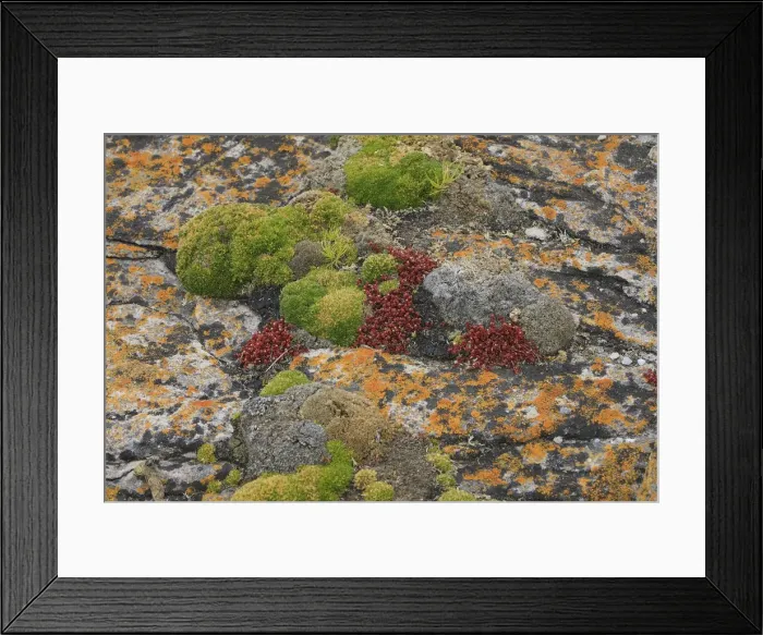Framed Print : Lichen - New Island - Falkland (Malvinas) Islands Framed Print : Lichen - New Island - Falkland (Malvinas) Islands
